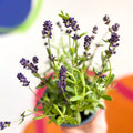 English Lavender - Lavandula angustifolia 'Blue Scent' - Sprouts of Bristol