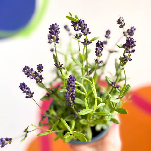English Lavender - Lavandula angustifolia 'Blue Scent' - Sprouts of Bristol