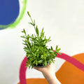 English Lavender - Lavandula angustifolia 'Blue Spear' - British Grown - Sprouts of Bristol