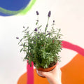 English Lavender - Lavandula angustifolia 'Hidcote' - Sprouts of Bristol