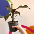 Ethiopian Banana Plant - Ensete ventricosum 'Maurelii' - Sprouts of Bristol