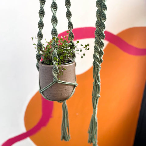 Eucalyptus Green Macrame Plant Hanger - Sprouts of Bristol