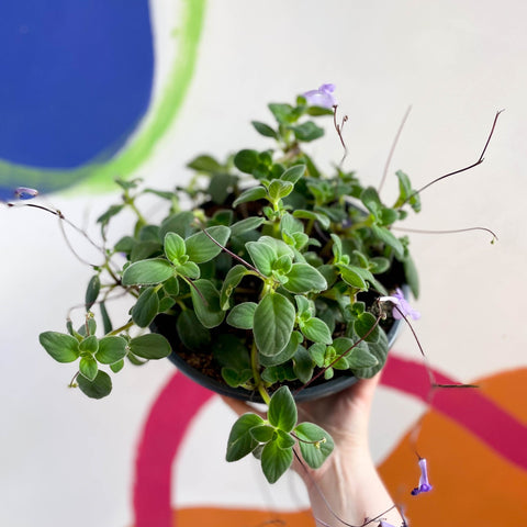 False African Violet - Streptocarpus saxorum - Sprouts of Bristol