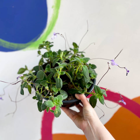 False African Violet - Streptocarpus saxorum - Sprouts of Bristol