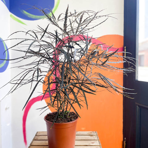 False Aralia - Dizygotheca elegantissima - Sprouts of Bristol