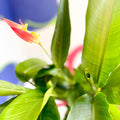 False Bird of Paradise - Heliconia psittacorum ‘Hawaii’ - Sprouts of Bristol