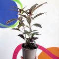 False Eranthemum - Pseuderanthemum carruthersii 'Tropicana Red' - British Grown - Sprouts of Bristol