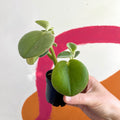Felted Pepperface - Peperomia incana - Welsh Grown - Sprouts of Bristol