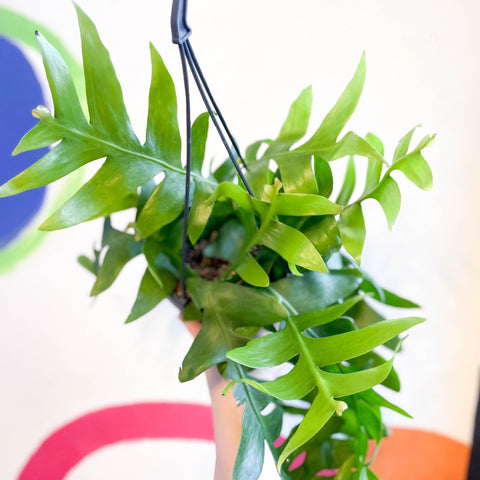 Fernleaf Cactus - Epiphyllum chrysocardium - Sprouts of Bristol