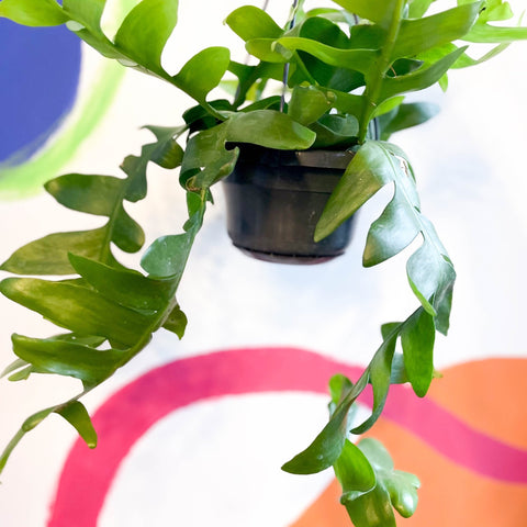 Fernleaf Cactus - Epiphyllum chrysocardium - Sprouts of Bristol