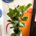 Fiddle-Leaf Fig - Ficus lyrata - British Grown - Sprouts of Bristol