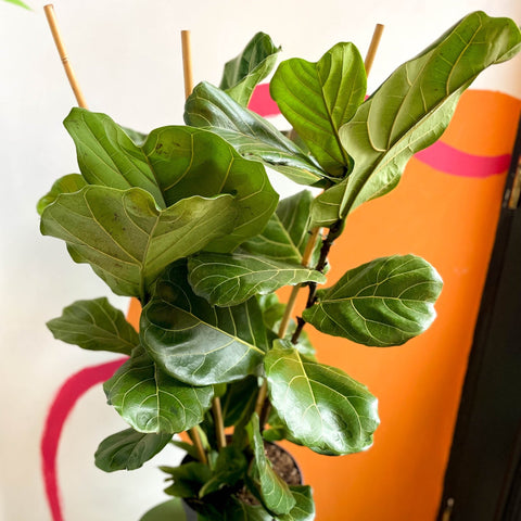 Fiddle-Leaf Fig - Ficus lyrata - British Grown - Sprouts of Bristol