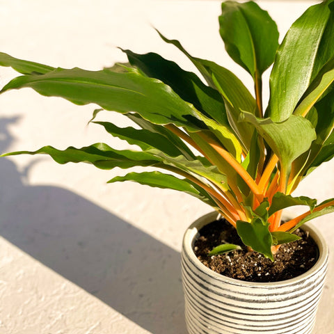 Fire Flash - Chlorophytum orchidastrum - Sprouts of Bristol