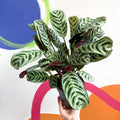 Fishbone Prayer Plant - Ctenanthe burle-marxii - Sprouts of Bristol