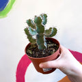 Fishbone Thistle Cactus - Euphorbia polyacantha - Sprouts of Bristol