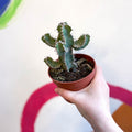 Fishbone Thistle Cactus - Euphorbia polyacantha - Sprouts of Bristol