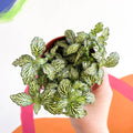 Fittonia argyroneura ‘Mosaic’ - Sprouts of Bristol