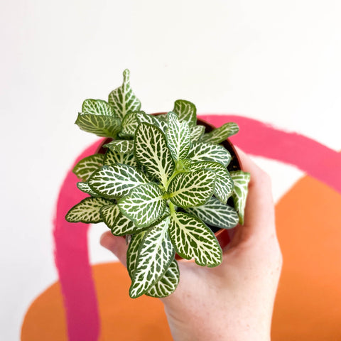 Fittonia argyroneura ‘Mosaic Whisper’ - Sprouts of Bristol