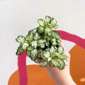 Fittonia argyroneura ‘Mosaic White Tiger’ - Sprouts of Bristol