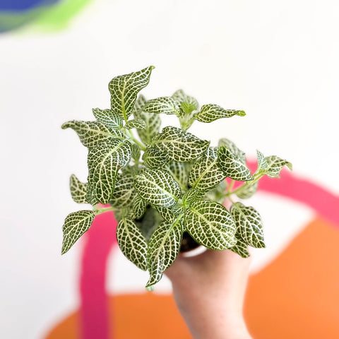 Fittonia argyroneura 'Snow Angel - Sprouts of Bristol