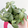Fittonia argyroneura ‘Springtime’ - Sprouts of Bristol