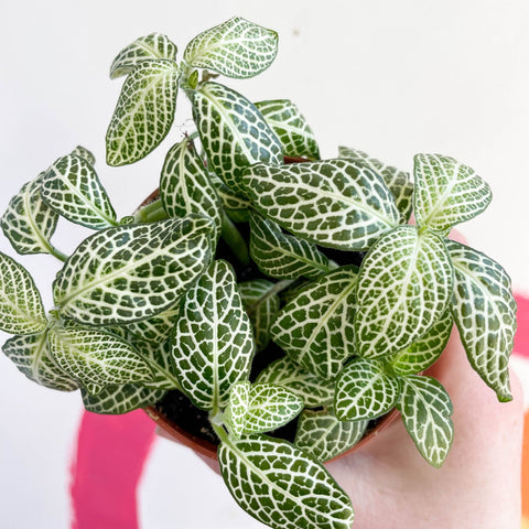 Fittonia argyroneura ‘Springtime’ - Sprouts of Bristol