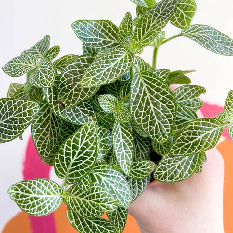 Fittonia argyroneura ‘White Brocade’ - Sprouts of Bristol