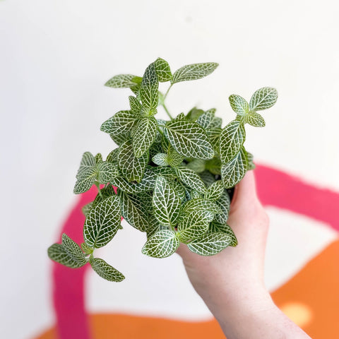 Fittonia argyroneura ‘White Brocade’ - Sprouts of Bristol