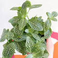Fittonia argyroneura ‘White Brocade’ - Sprouts of Bristol