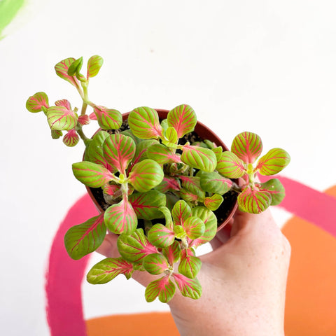 Fittonia verschaffeltii 'Bubble Green' - Sprouts of Bristol