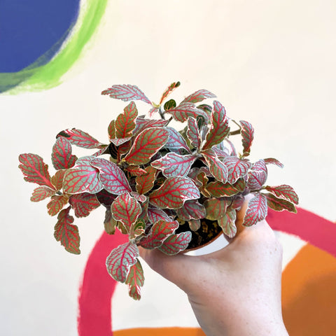 Fittonia verschaffeltii ‘Grey Sensation’ - Sprouts of Bristol
