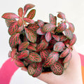 Fittonia verschaffeltii 'Mini Red Vein' - Sprouts of Bristol