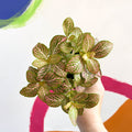 Fittonia verschaffeltii 'Mosaic Mistral' - Sprouts of Bristol