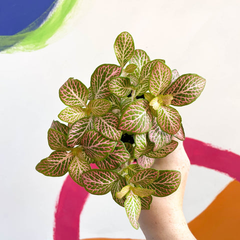Fittonia verschaffeltii 'Mosaic Mistral' - Sprouts of Bristol