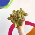 Fittonia verschaffeltii 'Mosaic Mistral' - Sprouts of Bristol