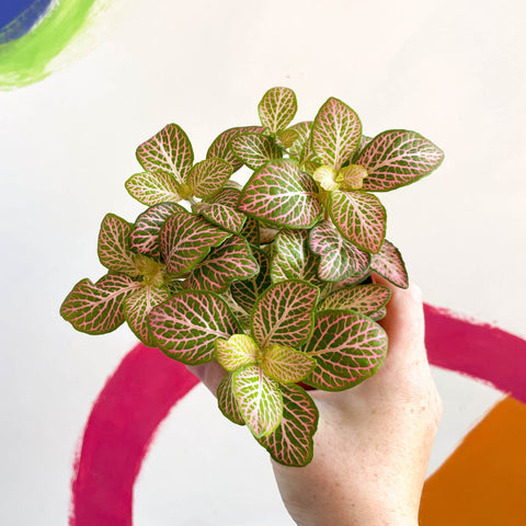 Fittonia verschaffeltii 'Mosaic Mistral' - Sprouts of Bristol