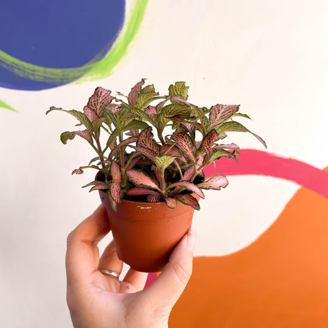 Fittonia verschaffeltii 'Pink Anne' - Sprouts of Bristol