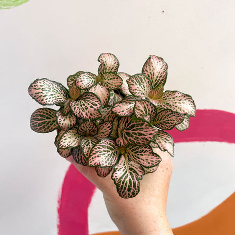 Fittonia verschaffeltii 'Pink Tiger' - Sprouts of Bristol