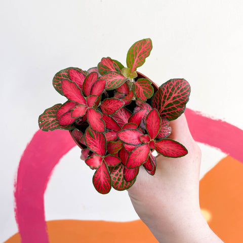Fittonia verschaffeltii 'Red Star' - Sprouts of Bristol