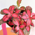 Fittonia verschaffeltii 'Red Star' - Sprouts of Bristol