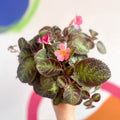 Flame Violet - Episcia - Sprouts of Bristol