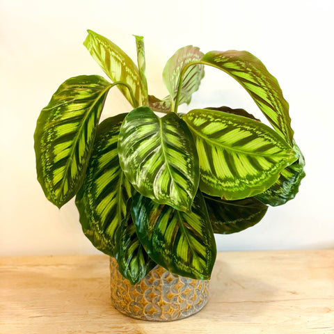 Flamestar Calathea - Sprouts of Bristol