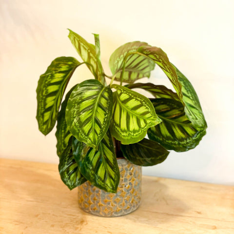 Flamestar Calathea - Sprouts of Bristol