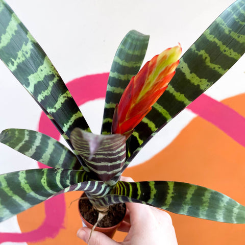 Flaming Sword Bromeliad - Vriesea 'Era' - Sprouts of Bristol