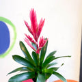 Flaming Sword Bromeliad - Vriesea 'Intenso Pink' - Sprouts of Bristol