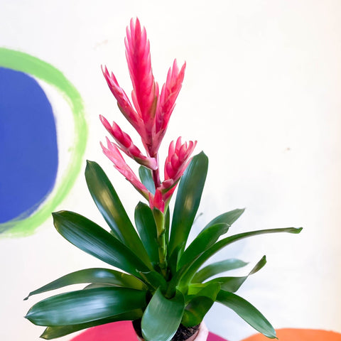 Flaming Sword Bromeliad - Vriesea 'Intenso Pink' - Sprouts of Bristol