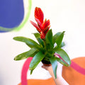 Flaming Sword Bromeliad - Vriesea 'Sparkle' - Sprouts of Bristol