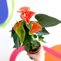 Flamingo Flower - Anthurium - Sprouts of Bristol