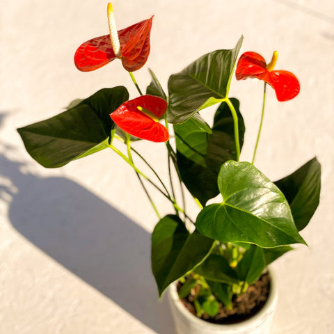 Flamingo Flower - Anthurium 'Prince of Orange' - Sprouts of Bristol