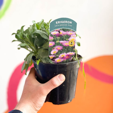 Fleabane - Erigeron 'Sea Breeze Pink' UK Grown - Sprouts of Bristol